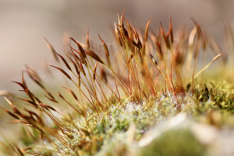 Mossy Arbors